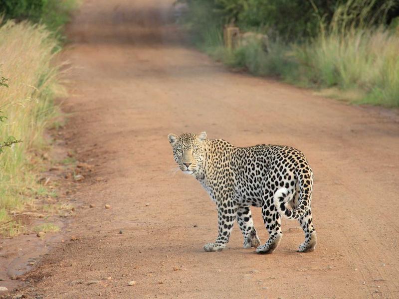 仿生人会梦见电子羊吗<br>qyo4ufag.cn 意识上传实验
